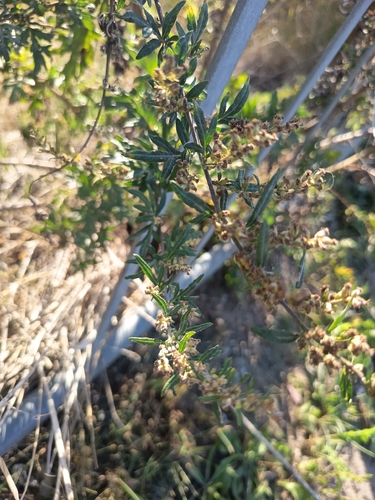common mugwort