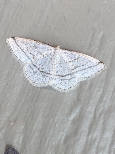 iNaturalist observation photo of Protitame subalbaria