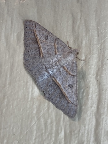 iNaturalist observation photo of Dark-bordered Granite