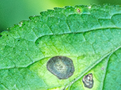 Podridão-de-Ascochyta (Phoma exigua)