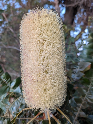 Banksia grandis, photograph 4