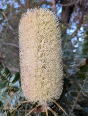Banksia grandis, photograph author not stated, no rights reserved