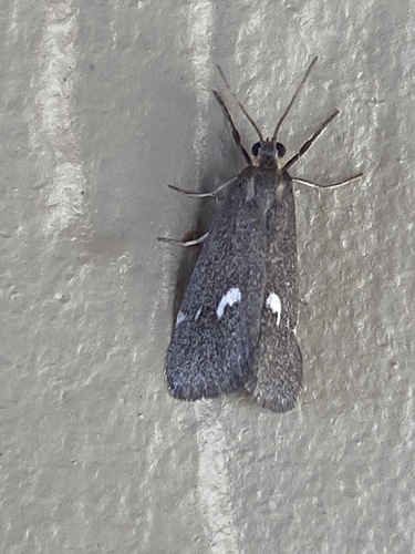 iNaturalist observation photo of Cisthene liberomacula