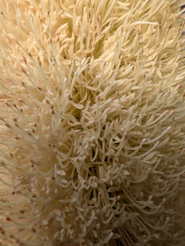 Banksia grandis, photograph 5
