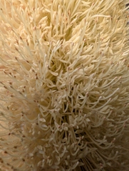 Banksia grandis, photograph author not stated, no rights reserved