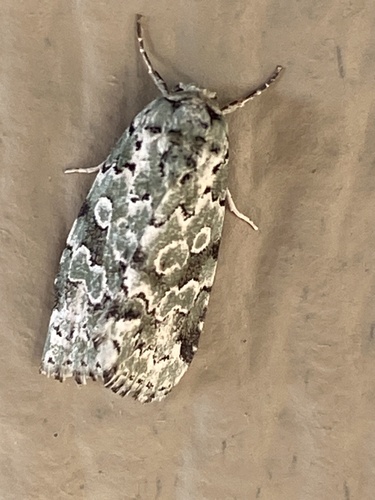 iNaturalist observation photo of Bryolymnia viridata