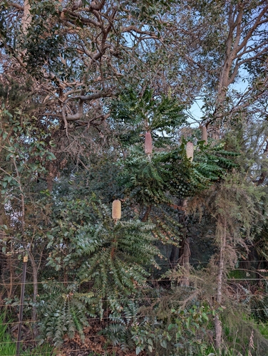 Banksia grandis, photograph 6