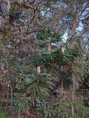Banksia grandis, photograph author not stated, no rights reserved