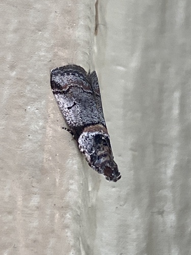 iNaturalist observation photo of Tricolored Acrobasis Moth
