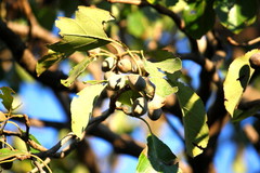 Terminalia bellirica