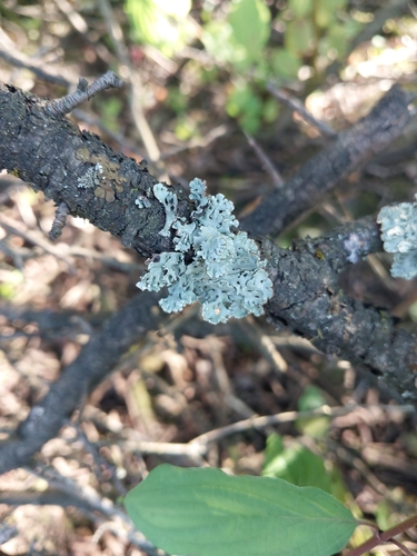 Hooded Tube Lichen