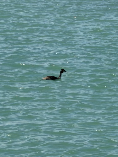 iNaturalist image