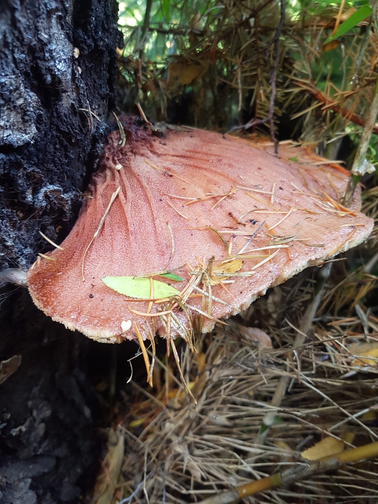 Fistulina antarctica · May 2020 · photo: © paulazermoglio (iNaturalist, cc0)