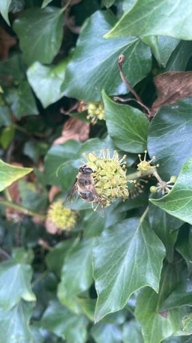 Common Drone Fly