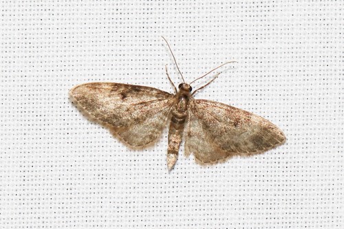 Dwarf Pug, 6874 Wolfheze, Nederland, photo 6 of 10
