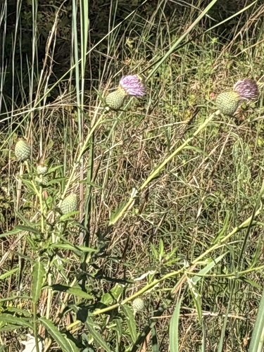 Tall Thistle