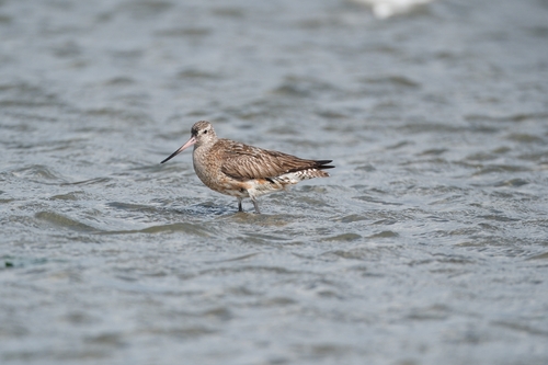 iNaturalist image