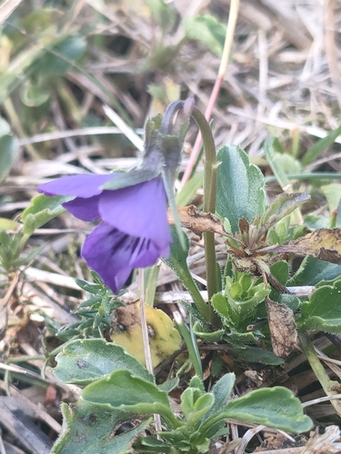 Viola lutea, photograph 3