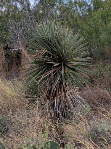 Spanish dagger