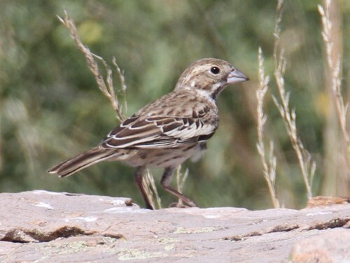 Lark Bunting