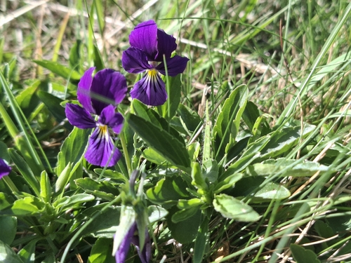 Viola lutea