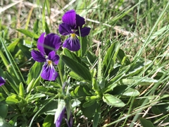 Viola lutea