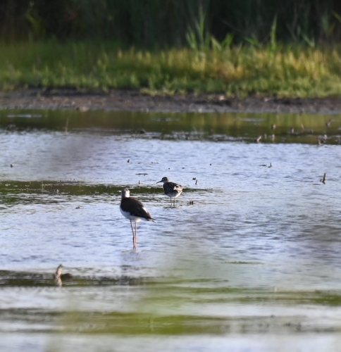 iNaturalist: (c) MaxKSC, some rights reserved (CC BY-NC), uploaded by MaxKSC iNaturalist image