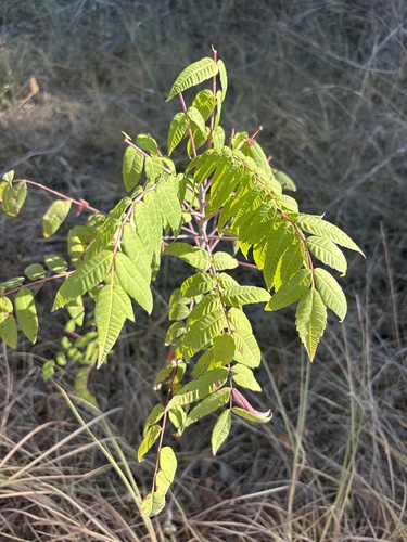 smooth sumac