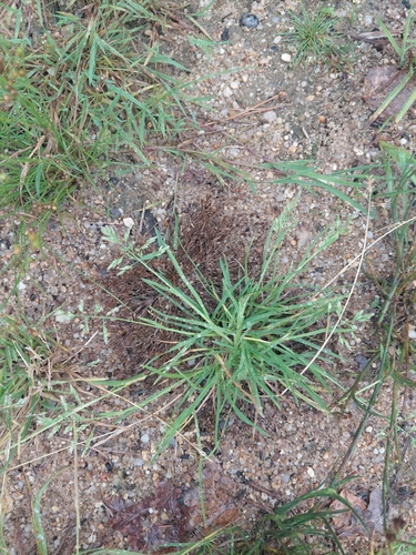 Annual Meadow-grass