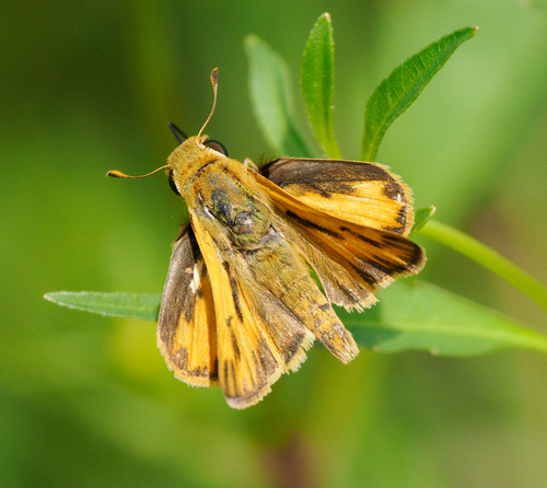 Fiery Skipper