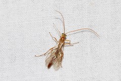 Ophion obscuratus