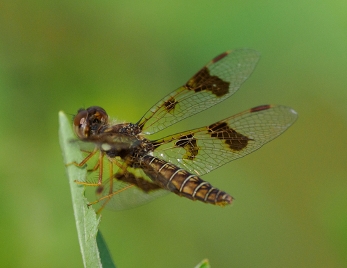 Eastern Amberwing