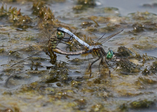 Blue Dasher
