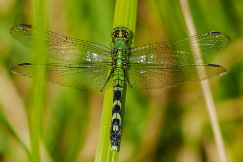 Eastern Pondhawk