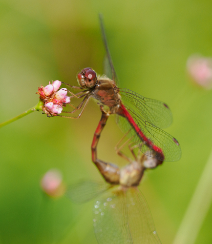 Autumn Meadowhawk