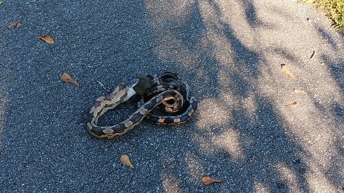 Central Ratsnake