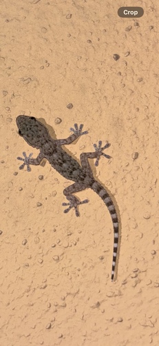 Moorish Gecko