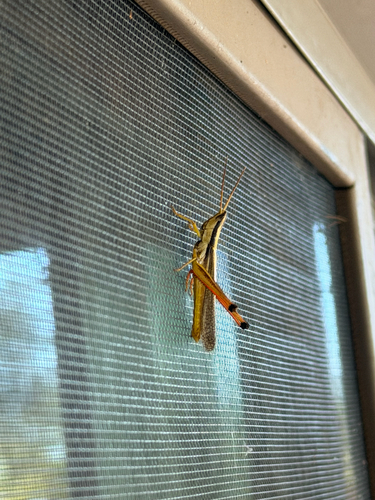 Two-striped Mermiria