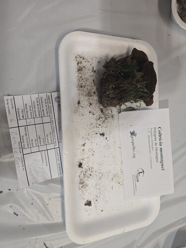 Coltricia montagnei observed 2026-09-05