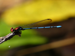 Argia oenea