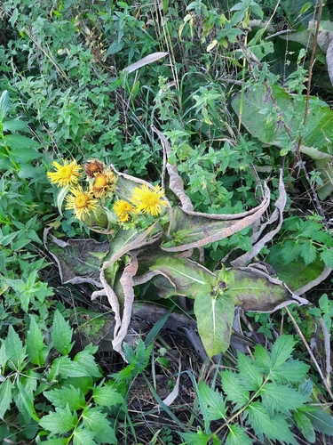 Elecampane