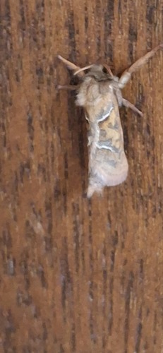 Orange Swift