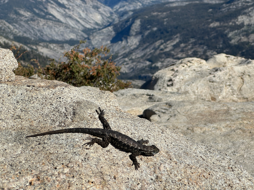 iNaturalist observation photo of Western Fence Lizard