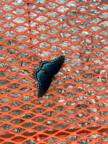 Red-spotted Admiral