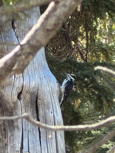 iNaturalist observation photo of Hairy Woodpecker