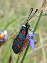 Zygaena lavandulae