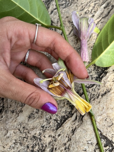 Passiflora cerradensis
