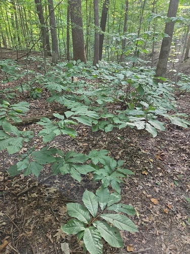 common pawpaw