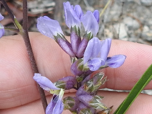 Image of Turniproot (Pediomelum cyphocalyx) by (c) Sam Kieschnick, some rights reserved (CC BY)