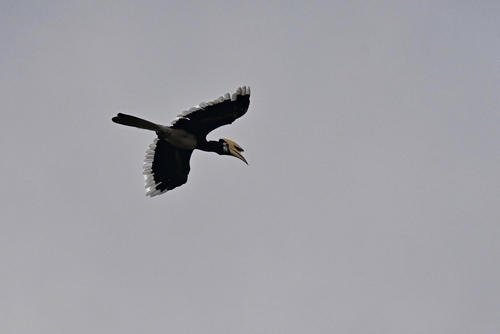 Oriental Pied Hornbill